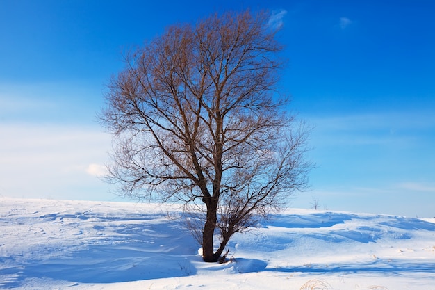 Paisaje de invierno con un solo árbol
