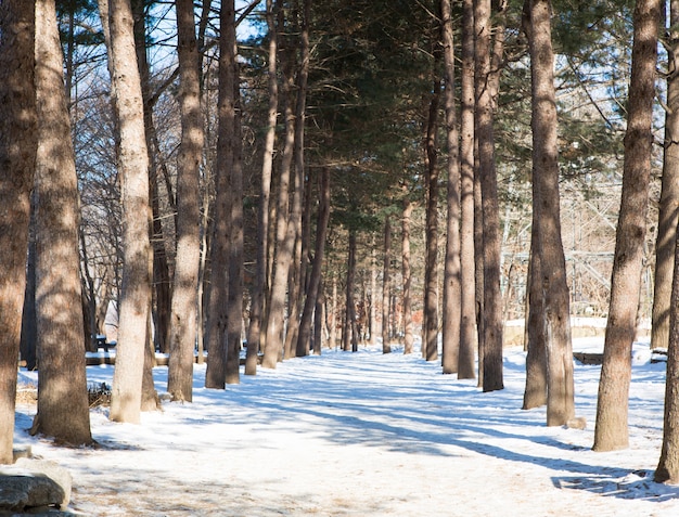 Foto gratuita paisaje de invierno