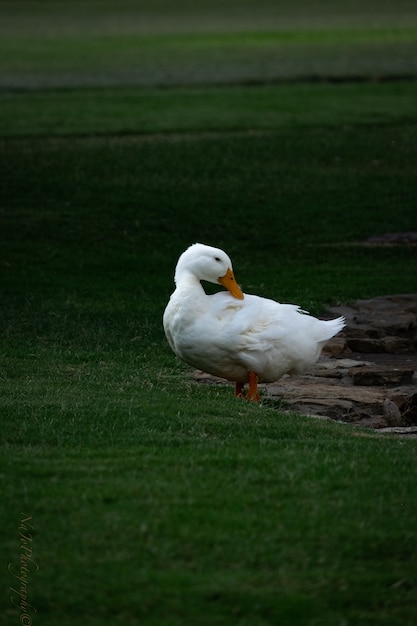 Paisaje de un lindo pato Pekin blanco colgando en medio del parque