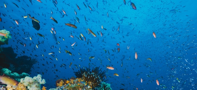 Paisaje marino panorámico de peces tropicales