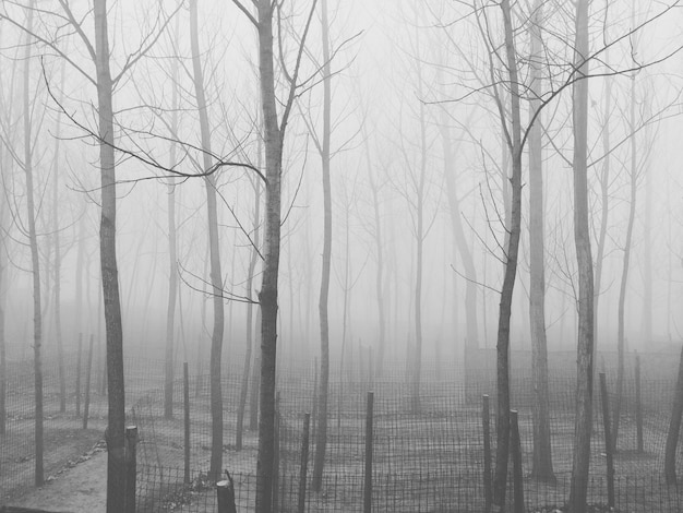 Paisaje misterioso con muchos árboles sin hojas envueltos en niebla por la noche