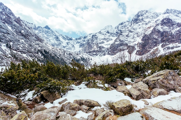 Paisaje de montaña con árboles en verano.