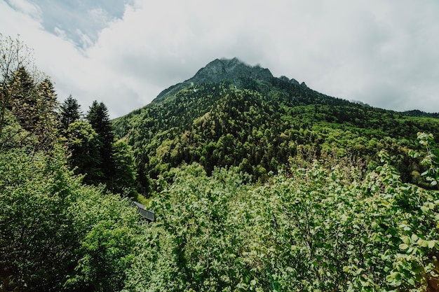 Foto gratuita paisaje de montaña con árboles verdes