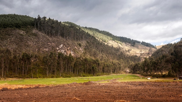 Paisaje con montaña y arboles.