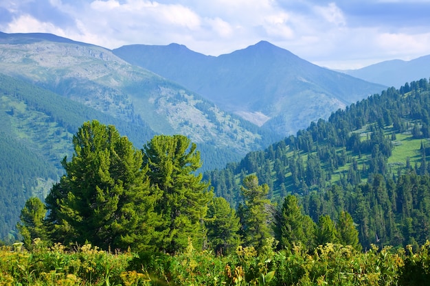 Paisaje de montañas con bosque de cedro