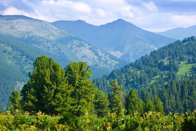 Paisaje de montañas con bosque de cedro