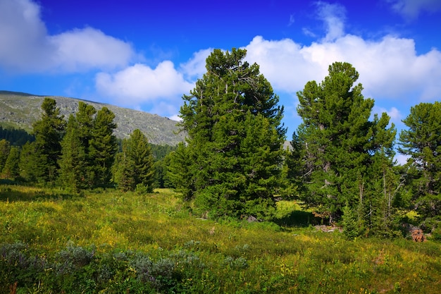 paisaje de montañas con bosque de cedro