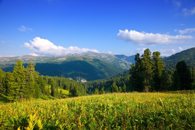 paisaje de montañas con bosque de cedro