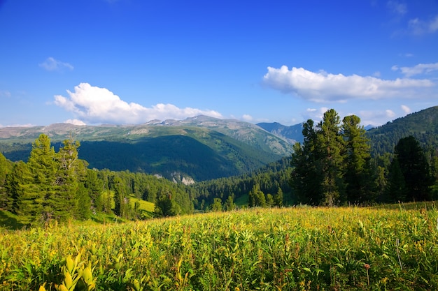 paisaje de montañas con bosque de cedro