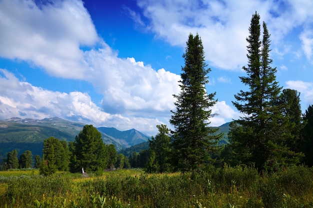 Paisaje con montañas del bosque