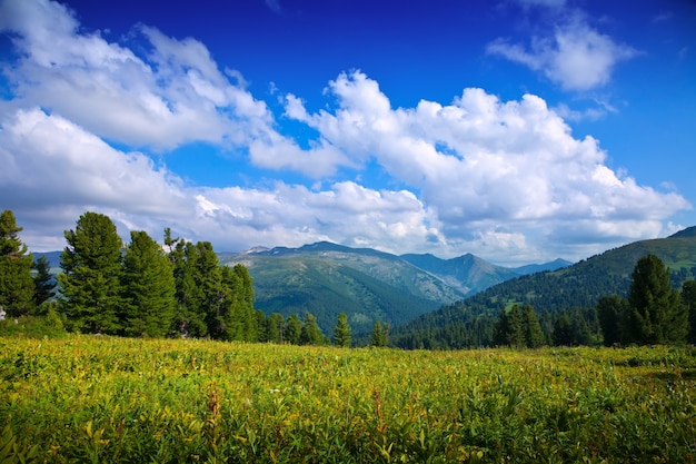 Paisaje con las montañas del bosque