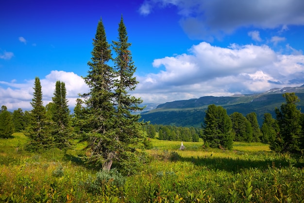 Paisaje con las montañas del bosque