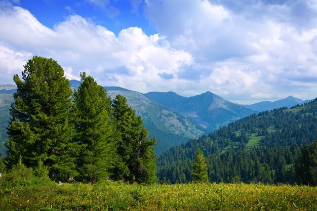 Paisaje con montañas de bosque