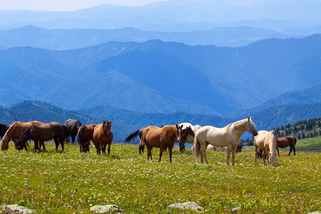 Paisaje de montañas con caballos