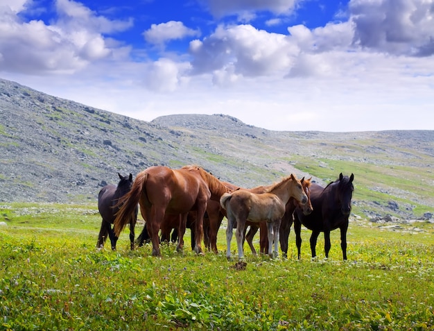 Paisaje de montañas con rebaño de caballos