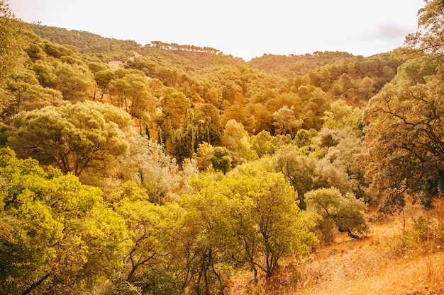 Paisaje montañosa de otoño