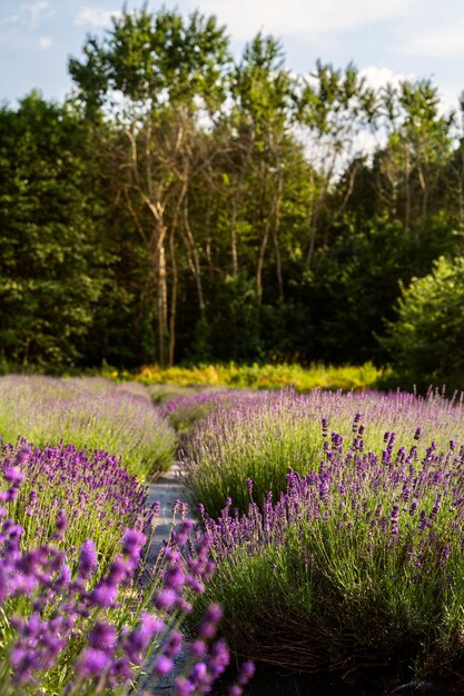 Paisaje natural de alto ángulo con lavanda.