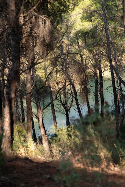 Paisaje natural con arboles y rio.