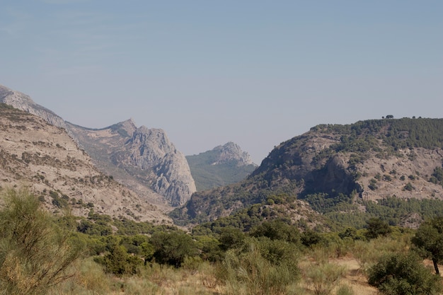 Foto gratuita paisaje natural con arboles