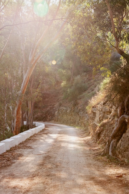 Paisaje natural con camino y arboles.