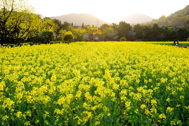 Paisaje natural con flores en flor