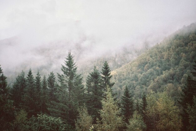 Paisaje natural de montañas y bosques.