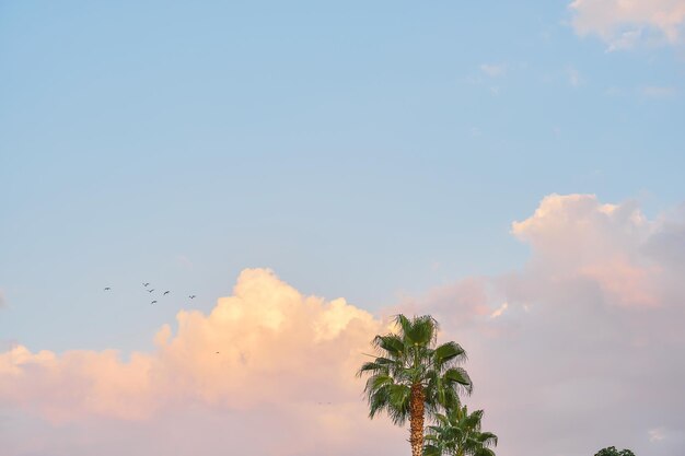Paisaje natural palmeras contra un cielo azul con nubes una cálida puesta de sol en la costa de Turquía las gaviotas vuelan al mar una idea para un fondo o papel tapiz para una pantalla con espacio para texto
