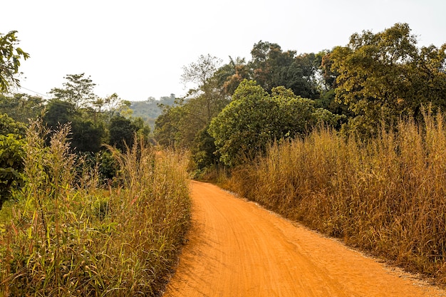 Paisaje de la naturaleza africana con árboles y camino.
