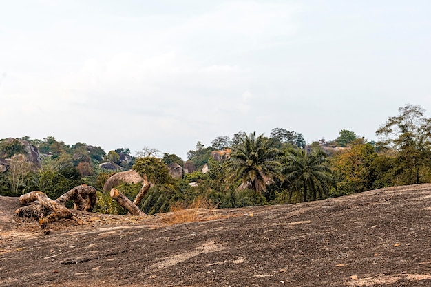 Foto gratuita paisaje de la naturaleza africana con árboles y vegetación.