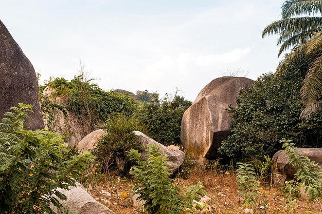 Paisaje de la naturaleza africana con árboles.