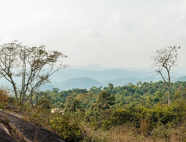 Paisaje de la naturaleza africana con árboles.