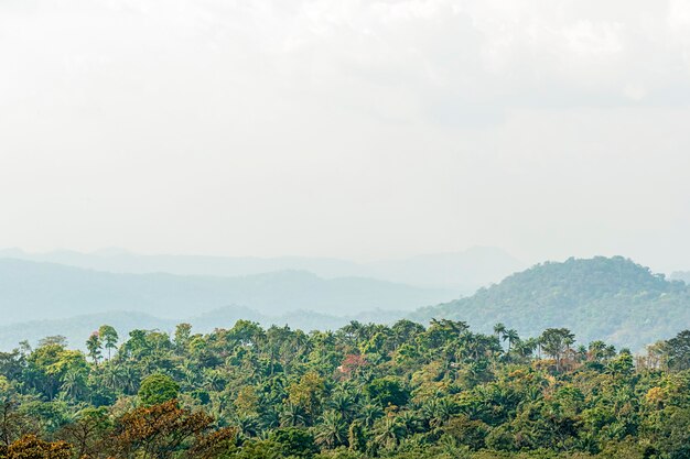 Paisaje de la naturaleza africana con árboles.