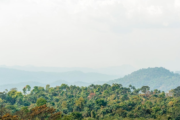 Paisaje de la naturaleza africana con árboles.