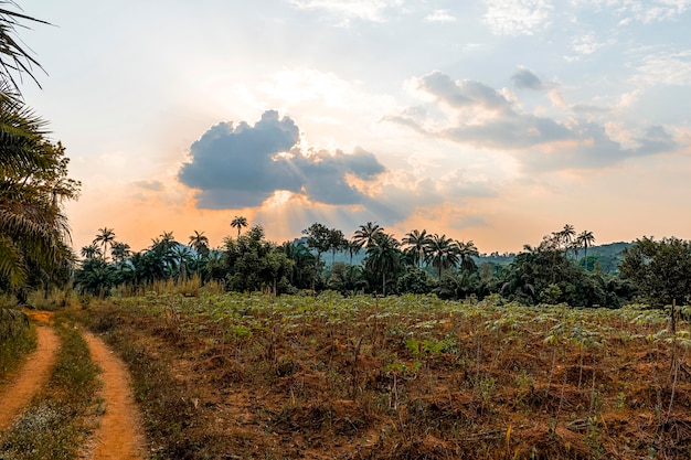 Paisaje de la naturaleza africana con carreteras y árboles.