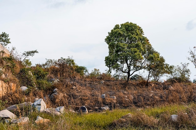 Paisaje de naturaleza africana con vegetación.