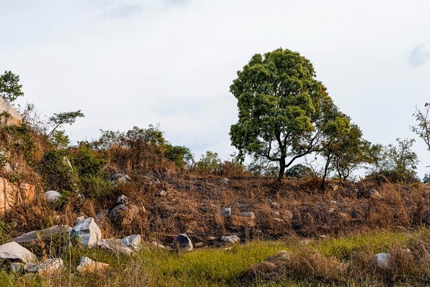 Paisaje de naturaleza africana con vegetación.