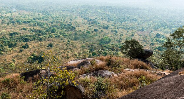 Paisaje de naturaleza africana con vegetación.