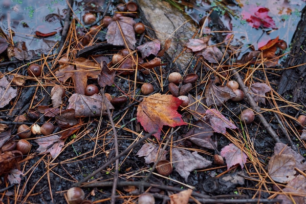 Foto gratuita paisaje de la naturaleza en un día de otoño.