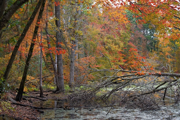 Paisaje de la naturaleza en un día de otoño.