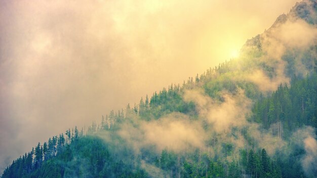 Paisaje con niebla y bosque.