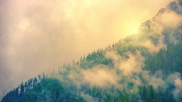 Paisaje con niebla y bosque.