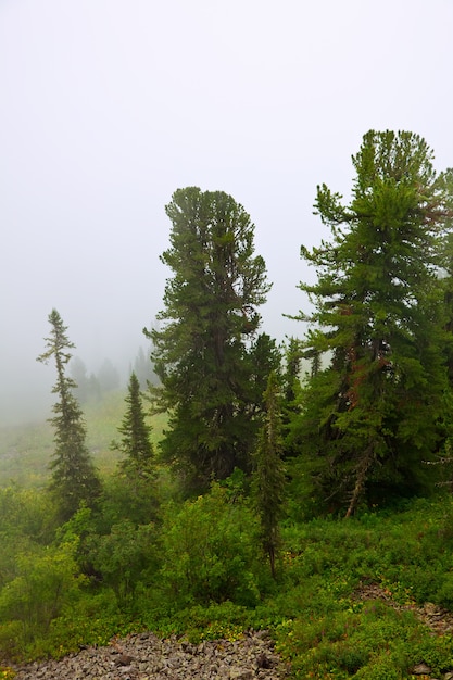 Foto gratuita paisaje de niebla