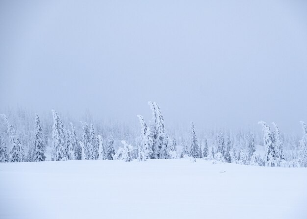 Paisaje de la nieve