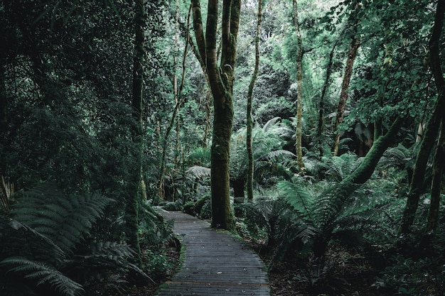 Paisaje oscuro de un sendero forestal con tablas de madera.