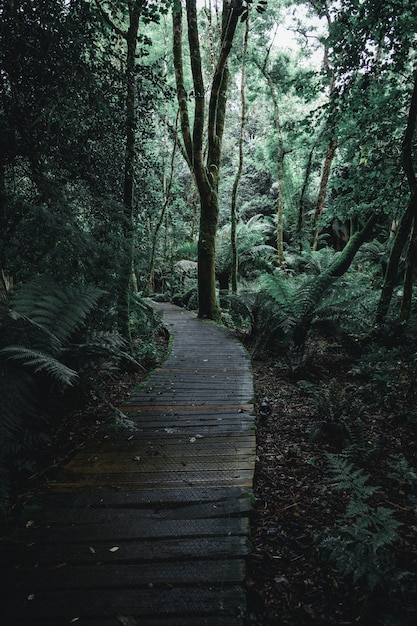 Paisaje oscuro de un sendero forestal con tablas de madera.