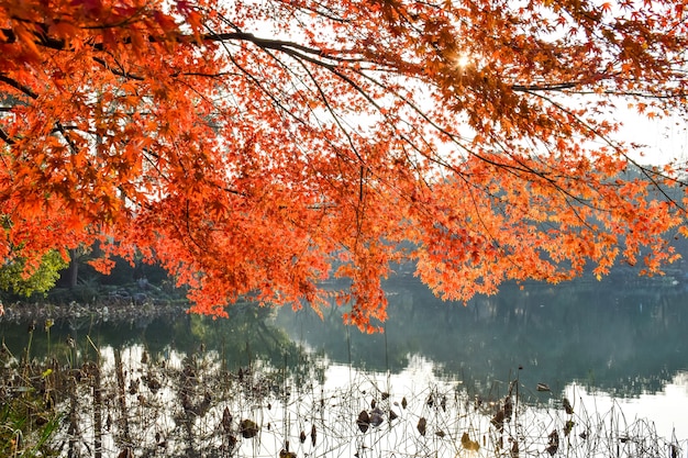 Paisaje otoñal con árbol y río con reflejos