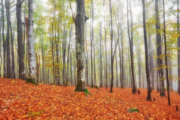 Paisaje otoñal en madera neblinosa