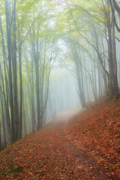 Paisaje otoñal en madera neblinosa