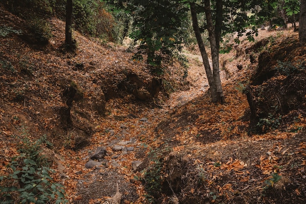 Foto gratuita paisaje de otoño en bosque