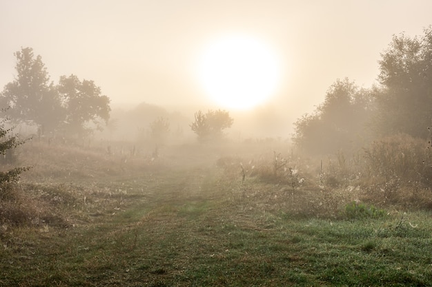 Foto gratuita paisaje de otoño brumoso con siluetas de árboles y sol borrosa en el cielo.